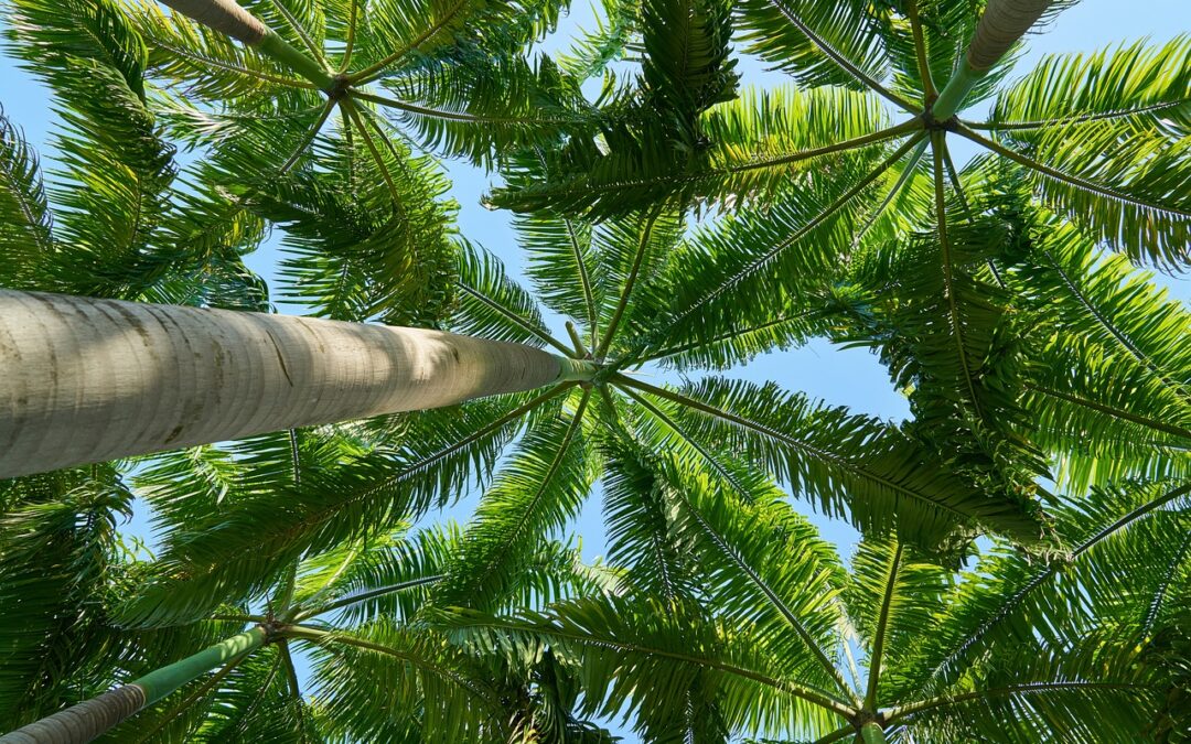 Palm Tree Trimming