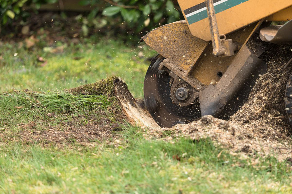 Reclaiming Your Outdoor Oasis: The Power of Tree Stump Removal